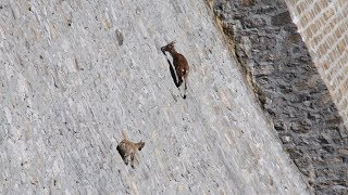 Un bouquetin se balade sur un barrage vertical  ZAPPING SAUVAGE [upl. by Yug]