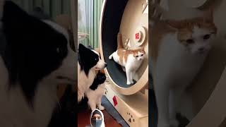 194 cat doodland comedyfilms funny crazyteddybear comedymovies crazyteddy funnyanimal [upl. by Sublett]