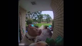 Dog rings a doorbell and does a pro gamer move [upl. by Ayikur]