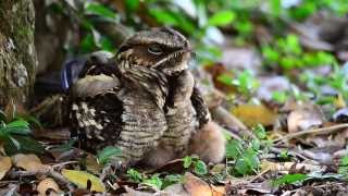 LargeTailed Nightjar w2 chicksSingapore [upl. by Adnileb]