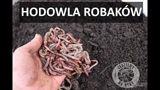 Oszczędzaj na robakach  HODOWLA DENDROBENY  Wędkarski Coach [upl. by Kuebbing]