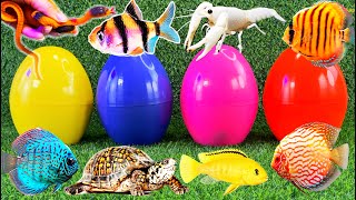 Colourful surprise eggs crayfish koi angelfish betta fish goldfish glofish tetra [upl. by Cynth888]