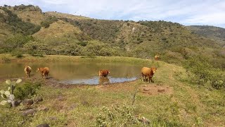 P169 Rancho con sorprendente cosecha de agua y resultados [upl. by Nasus]