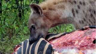 Predators of Tintswalo Hyena feeding on a Zebra [upl. by Yrrehs]