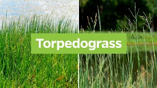 Torpedograss Panicum repens  Plant Identification [upl. by Adlen]