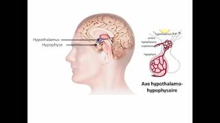 Régulation du fonctionnement testiculaire avec des activités danalyse [upl. by Oal]