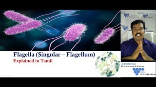 Bacterial Flagella Explained in Tamil [upl. by Milewski]