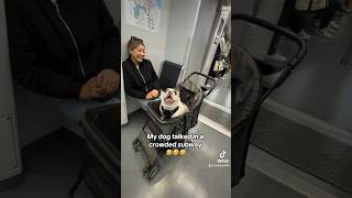 I think we will be banned 🥲 dog pets frenchbulldog frenchie animals funny viral subway [upl. by Mooney]