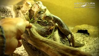 Uromastyx Princeps [upl. by Baxie974]