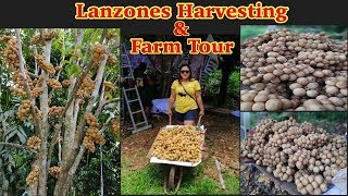 Lanzones Fruit Harvesting amp Farm Tour  Vlog Take Over  Langsat Fruit [upl. by Hittel243]