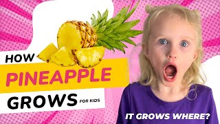 Pineapple Facts for Kids  How Pineapples Grow  Educational Video for Kids [upl. by Nereen482]