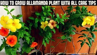 How To Cutting Grow Allamanda  Allamanda plant From Cuttings  Propagate Allamanda from cutting [upl. by Anaeerb579]