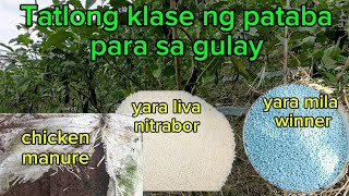 Napakagandang pataba sa mga gulay [upl. by Enaej]