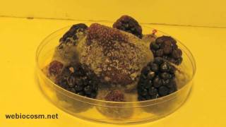 Strawberry Blackberries and Raspberries Decomposing in a Petri Dish  Timelapse [upl. by Raimes175]