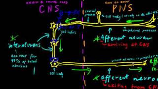 Part 2  Classes of Neurons [upl. by Addie]