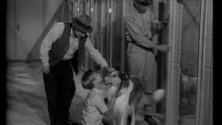 Lassie  Episode 44  quotThe Dog Catcherquot  Season 2 18 01081956 [upl. by Aneehta53]