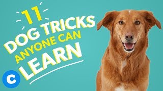 11 Dog Tricks Anyone Can Learn  Chewy [upl. by Ytrebil450]