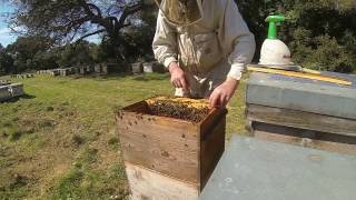 TUTO APICULTURE comment monter une ruche éleveuse en vu de faire de lélevage de reines [upl. by Yelekalb490]