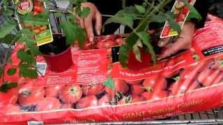 How to Plant Tomatoes using Grow Bags with Paul at Bents Garden amp Home [upl. by Akihsay]