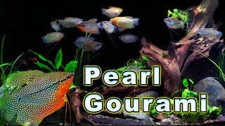 All You Need to Know About The Ultimate Gourami Pearl Gourami Care and Breeding [upl. by Anielram179]