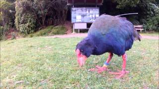 The rare Takahe bird in Zealandia Wellington  NZ [upl. by Eirrahs429]