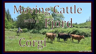 Corgi and Fjord Cattle Drive corgis horses cattle farming ranch fjords oregon animals [upl. by Trebleht539]