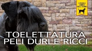 TOELETTATURA CANI PELI DURI E RICCI trailer documentario [upl. by Roanne]