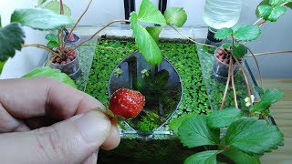 Ep10 Strawberry Betta Tank It Smells So Good No filter No CO2 NO ferts Nano Tank [upl. by Aenneea866]