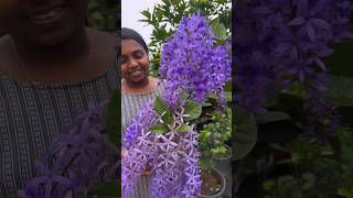 Most Beautiful PETREA 💜 Sandpaper Vine💜 Order through Website shortsfeed shorts [upl. by Leonerd340]