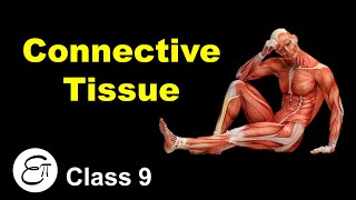 Connective Tissue and its Types  Animal Tissues Part 3  in Hindi for Class 9 [upl. by Ardehs]