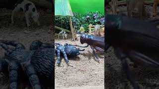 Grasshopper Vs spiders fighting💪grashhopperspidermanbutterflycartoonyoutubeshortsshortsviral [upl. by Eiramanin]