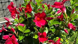 How to grow amp care for Mandevilla beautiful climbing vine  Mandevilla fast growing vine [upl. by Burgess]