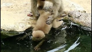 Baby monkey going into hot spring But sibling trying to stop [upl. by Tibold]