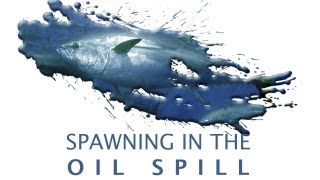 Spawning In The Oil Spill [upl. by Olinad]