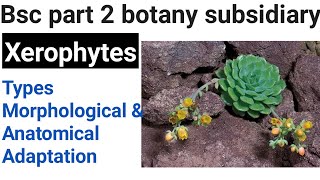 Xerophytes  Anatomical feature of xerophytes morphological character of xerophytes bsc 2nd year [upl. by Araiet3]