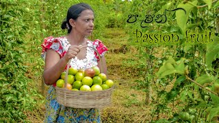 Sri Lankan Passion fruit harvest Do you like juices or cake  mali cooking [upl. by Joost878]