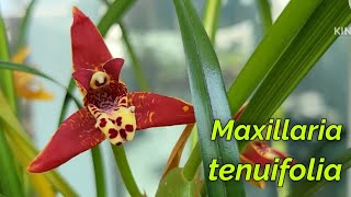 Maxillaria tenuifolia очередное домашнее цветение [upl. by Anaele]