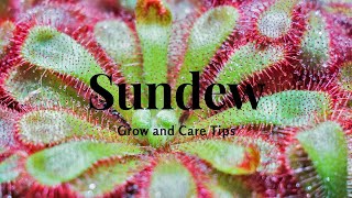 Sundew Grow and Care Tips [upl. by Florencia]