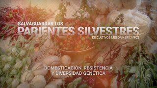 2 Domesticación resistencia y diversidad genética  Parientes Silvestres de cultivos mesoamericanos [upl. by Omsoc]