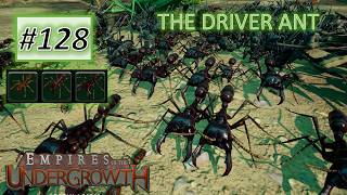 Empires of the Undergrowth 128 Driver Ant Has Arrived [upl. by Relyt]