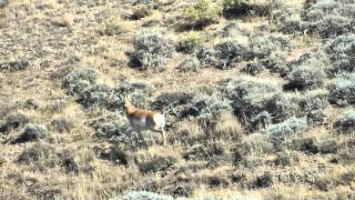 WY antelope with 65284 Norma [upl. by Vernita79]