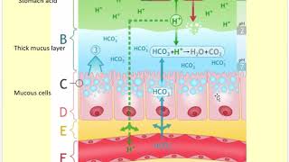 The Amazing Gastric Mucosal Barrier part 6 of 6 for the makeup lecture [upl. by Lemal61]