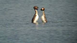 Greatcrested grebes quotKate and Williamquot dancing at Saltholme [upl. by Ahsiyn]