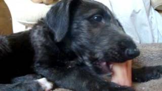 Scottish Deerhound puppies eight weeks old [upl. by Neerod]