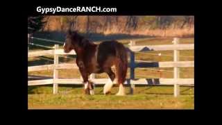 Gypsy Dance Ranch Gypsy Vanner Mare PRADA [upl. by Ardnasirk442]