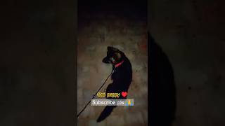 German shepherd puppy ♥️😊 shorts gsd germanshepherd puppy viral doglover [upl. by Dall181]