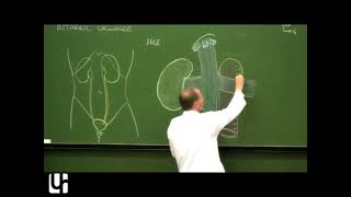 Anatomie générale 8  Appareil urinaire General anatomy of the urinary system [upl. by Haron]