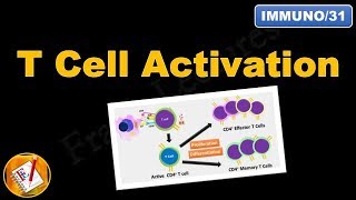 T cell Activation and differentiation FLImmuno31 [upl. by Long]