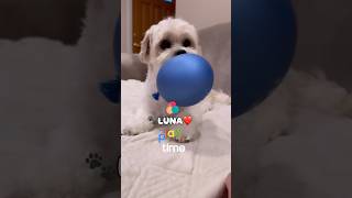 🐾PLAYTIME ❤️shichon zuchon teddybeardogs cutedog playtime dog teddydog shortsdog doglife [upl. by Rurik]