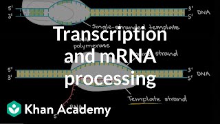 Transcription and mRNA processing  Biomolecules  MCAT  Khan Academy [upl. by Eidoow]